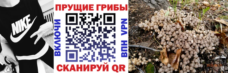 мега онион  Елабуга  Галлюциногенные грибы Psilocybine cubensis  наркота 
