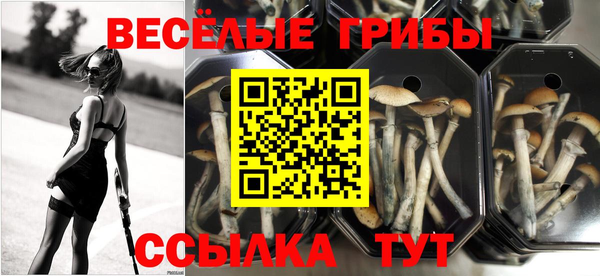 где продают наркотики  Вход с VPN  Елабуга  Псилоцибиновые грибы Psilocybine cubensis 